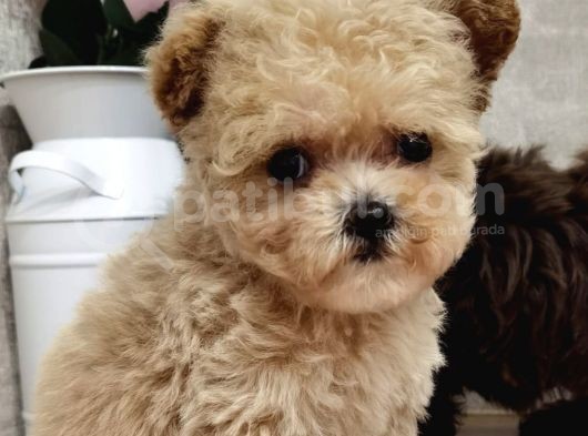 Maltipoo Multigen Tüy Dökmeyen Irk Nadir Güzellik