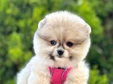 Safkan Teddy Bear Pomeranian Boo Yavrularımız