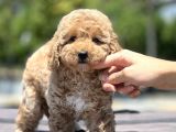 Bebek Surat Toy Poodle Yavrular