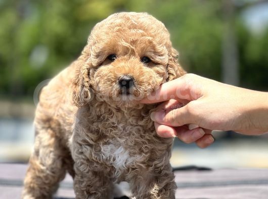 Bebek Surat Toy Poodle Yavrular görsel