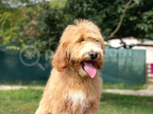 Goldendoodle  F2 Multigen Nadir Irk Özel Yavrumuz görsel