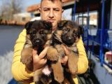 Orjinal Irk  Garantili Alman Çoban Yavrularımız
