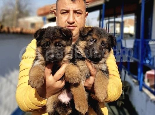 Orjinal Irk  Garantili Alman Çoban Yavrularımız