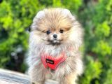 Safkan Teddy Bear Pomeranian Boo Yavrularımız