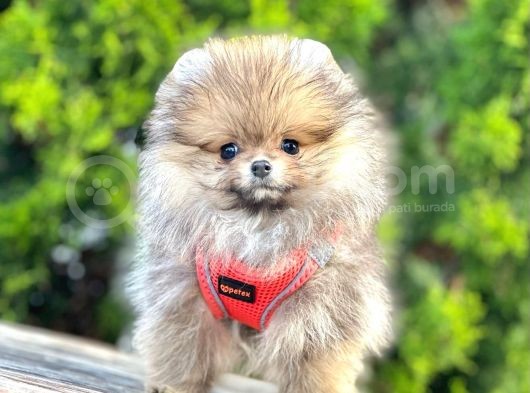 Safkan Teddy Bear Pomeranian Boo Yavrularımız görsel