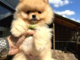 En Güzel Pomeranian Boo Yavrular