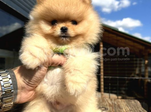 En Güzel Pomeranian Boo Yavrular görsel