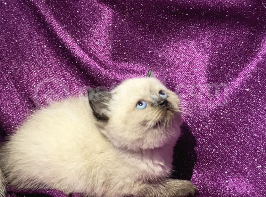 Blue Point Ler 3 Kardeşler görsel