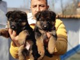 Orjinal Irk  Garantili Alman Çoban Yavrularımız