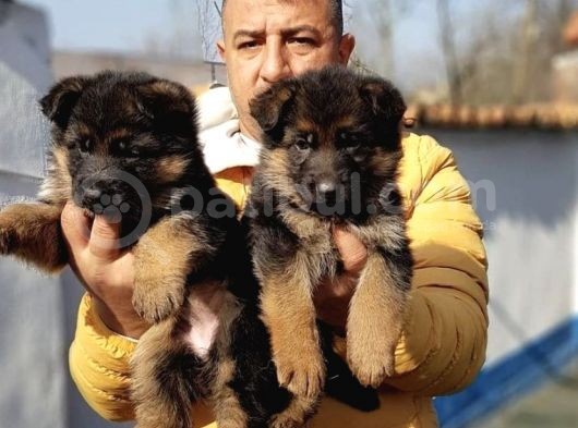 Orjinal Irk  Garantili Alman Çoban Yavrularımız görsel