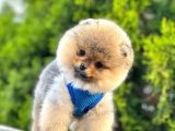 Ayıcık Surat Boo Pomeranian Yavrular
