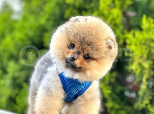 Ayıcık Surat Boo Pomeranian Yavrular