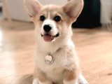Welsh Corgi Pembroke Secereli Yavrularımız