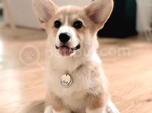 Welsh Corgi Pembroke Secereli Yavrularımız