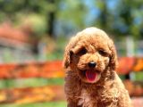 Bebek Surat Toy Poodle Yavrular