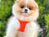 Show Kalite Renk Renk Pomeranian Boo
