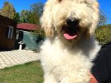 Dev Poodle Nadir Güzellik Tüy Dökmeyen Yavrular