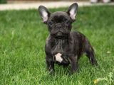 Bri̇ndle French Bulldog Yavrumuz Aşili