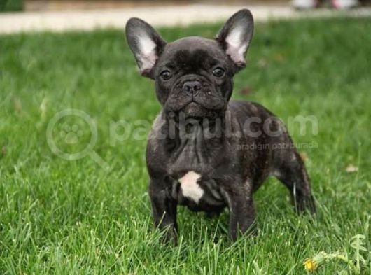 Bri̇ndle French Bulldog Yavrumuz Aşili
