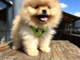 En Güzel Pomeranian Boo Yavrular