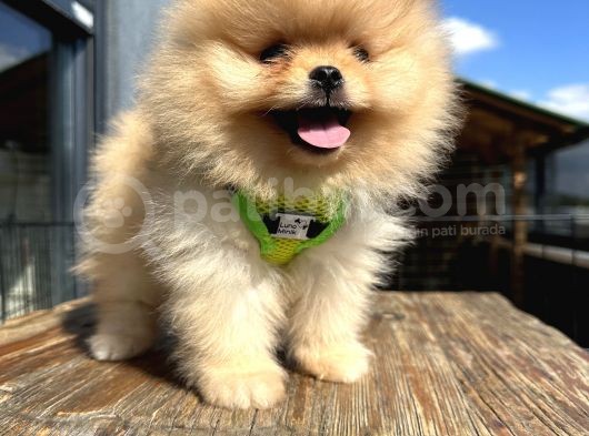 En Güzel Pomeranian Boo Yavrular görsel