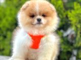 Show Kalite Renk Renk Pomeranian Boo