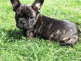 Bri̇ndle French Bulldog Yavrumuz Aşili