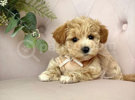 Dizayn Irk Sevimli Maltipoo Yavrular görsel