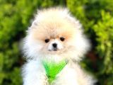 Safkan Teddy Bear Pomeranian Boo Yavrularımız