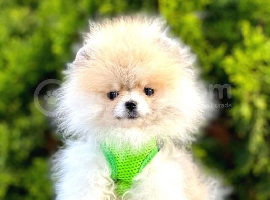 Safkan Teddy Bear Pomeranian Boo Yavrularımız görsel