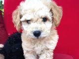 Baby Face Toy Poodle