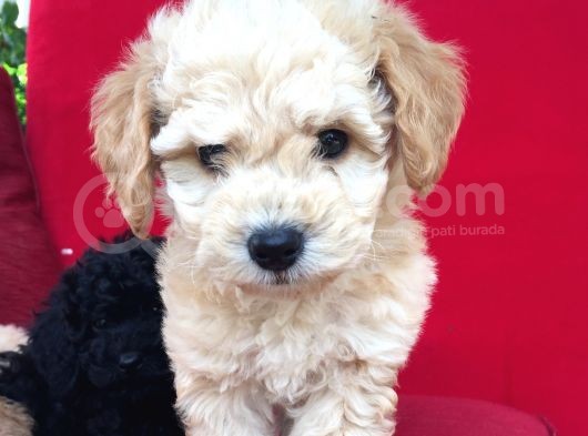 Baby Face Toy Poodle görsel