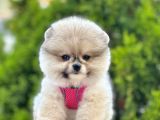 Renk Renk Pomeranian Boo Yavrular