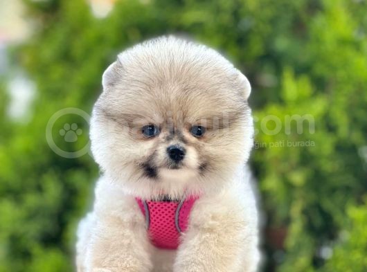 Renk Renk Pomeranian Boo Yavrular görsel