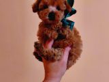 Red Brown Toy Poodle Yavrularımız  Garantili