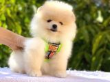 Krem Pomerani̇an Boo Oğlumuz