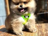 Teddy Bear Garantili Boo Pomeranian Yavrular
