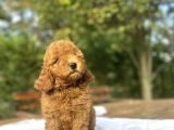 Red Di̇şi̇ Aşili Poodle Bebeği̇mi̇z