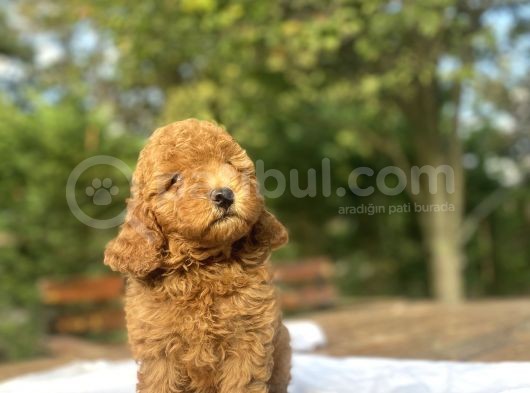 Red Di̇şi̇ Aşili Poodle Bebeği̇mi̇z görsel