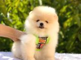 Krem Pomerani̇an Boo Oğlumuz