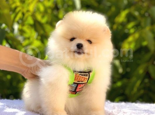 Krem Pomerani̇an Boo Oğlumuz görsel