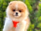 Safkan Teddy Bear Pomeranian Boo Yavrularımız