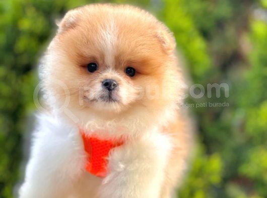 Safkan Teddy Bear Pomeranian Boo Yavrularımız görsel