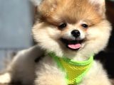 Ayı Surat Orange Pomeranian Boo Irk Ve Sağlık Garantili