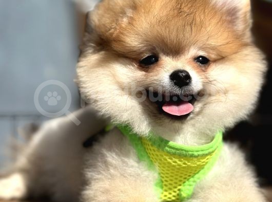 Ayı Surat Orange Pomeranian Boo Irk Ve Sağlık Garantili görsel