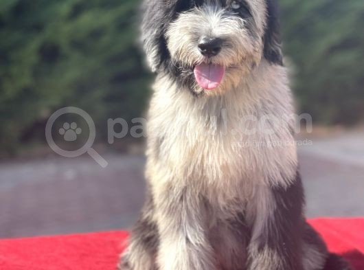 Blue Merle Mavi Göz Bernedoodle Amerikan Gen görsel