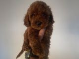Red Brown Toy Poodle Aşili