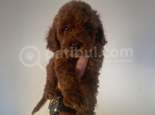 Red Brown Toy Poodle Aşili