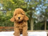Red Di̇şi̇ aşili Poodle Bebeği̇mi̇z