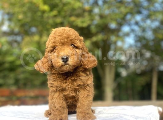 Red Di̇şi̇ Aşili Poodle Bebeği̇mi̇z